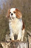 CAVALIER KING CHARLES 362